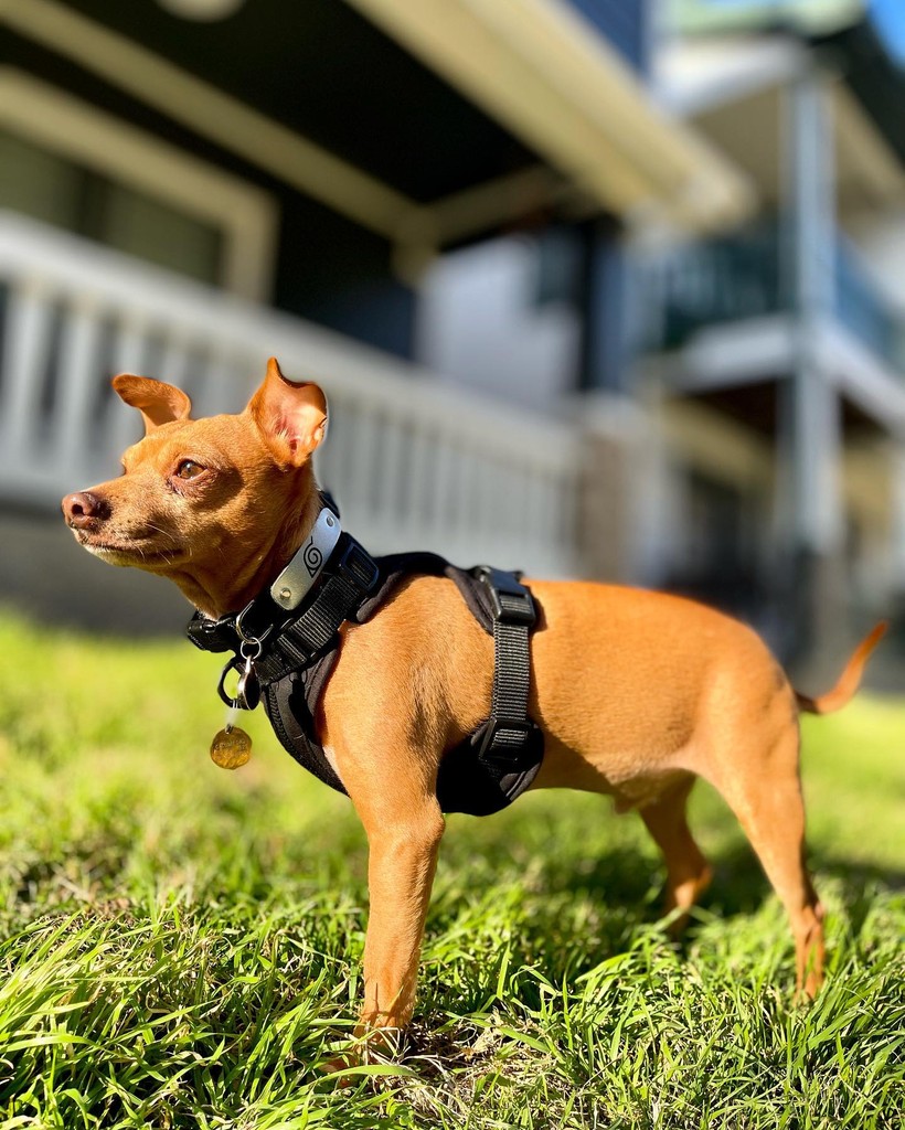Pawsonify's tweet photo. Zeus may be tiny but he will do anything to achieve his big dream of bring a Hokage! ๐Here's the shinobi wearing the Leaf Village ninja collar with pride. ๐ถ
๐ท: @/zeusanoo (IG)
#Pawsonify #PetFashion #NinjaPets #PetTags #PetCollars #ShinobiStyle #PetCosplay #AnimePets https://t.co/3vkfJu7ra2