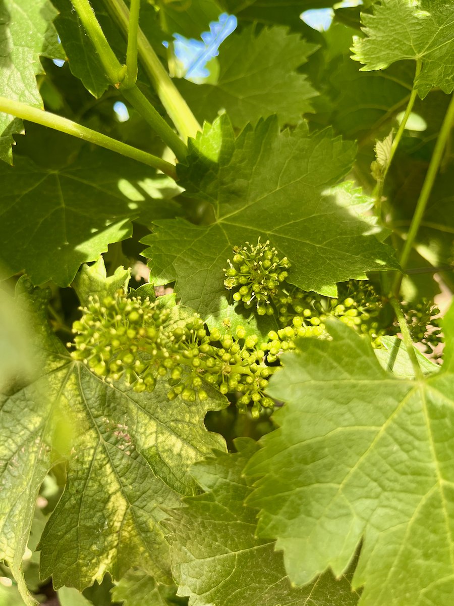 WinerySmith's tweet photo. Our Cabernet Franc near the winery is a mass with grape clusters and new growth! 

https://t.co/OoOM6Ku7GI

#grapeclusters #sthelena #napa #mountainwine #cabfranc #wine https://t.co/ln3WOw5Qpk