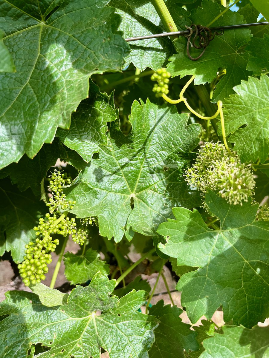 WinerySmith's tweet photo. Our Cabernet Franc near the winery is a mass with grape clusters and new growth! 

https://t.co/OoOM6Ku7GI

#grapeclusters #sthelena #napa #mountainwine #cabfranc #wine https://t.co/ln3WOw5Qpk