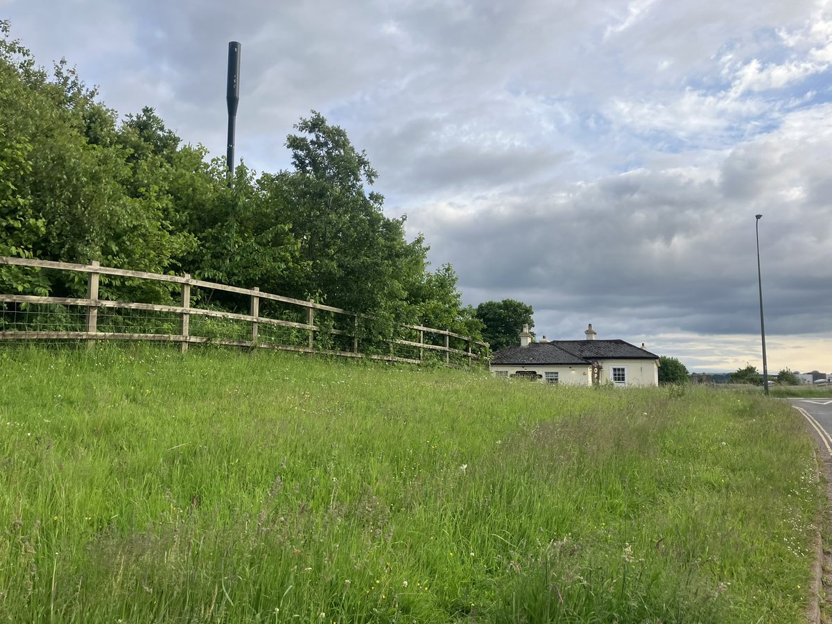 CFGSBirds's tweet photo. Visited this same verge this evening with the kids and we counted 23 spikes of Bee Orchids and similar number of Pyramidal Orchids!  
@Torbay_Council Can you reassure that this section will not be strimmed this year until later in the season? https://t.co/GDgMzvKQWC