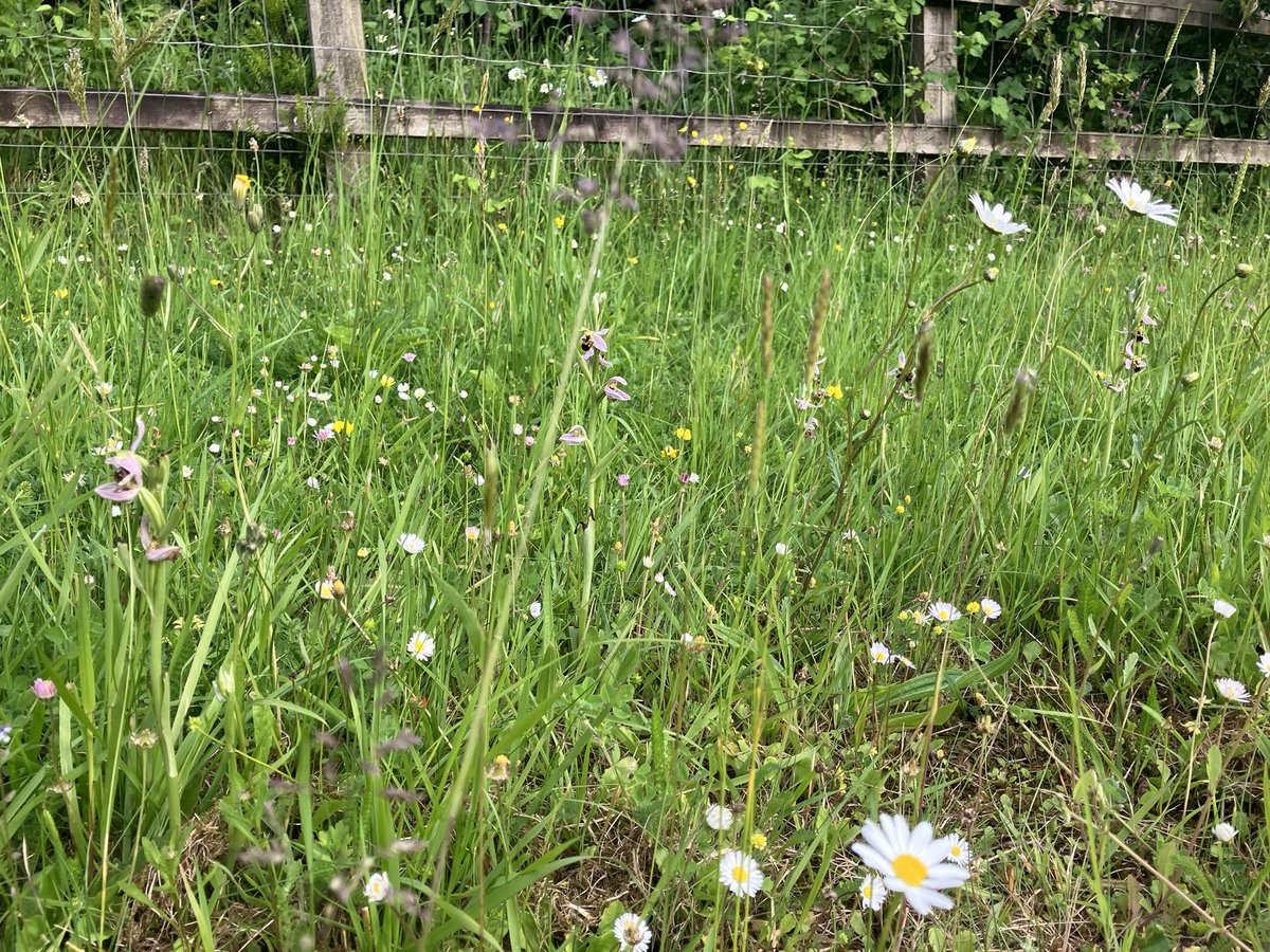 CFGSBirds's tweet photo. Visited this same verge this evening with the kids and we counted 23 spikes of Bee Orchids and similar number of Pyramidal Orchids!  
@Torbay_Council Can you reassure that this section will not be strimmed this year until later in the season? https://t.co/GDgMzvKQWC