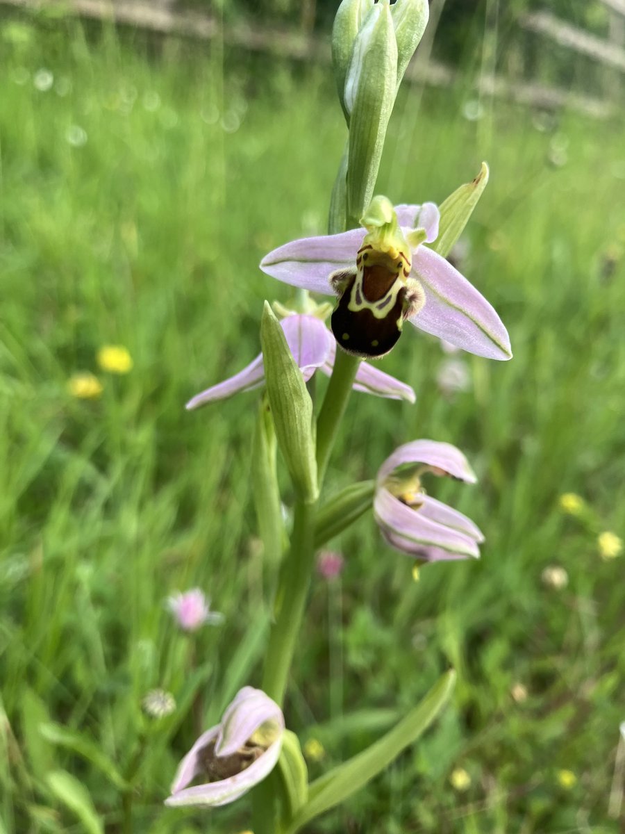 CFGSBirds's tweet photo. Visited this same verge this evening with the kids and we counted 23 spikes of Bee Orchids and similar number of Pyramidal Orchids!  
@Torbay_Council Can you reassure that this section will not be strimmed this year until later in the season? https://t.co/GDgMzvKQWC