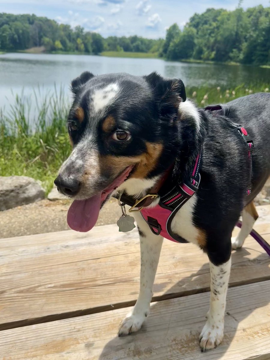 MayleePup's tweet photo. ⚠️ WARNING ⚠️ I was walking at the lake on leash and being so good with others when an unleashed dog attacked me. Momma has been working with me to overcome my fear of dogs…. Back to square one. Please Leash Your Dogs in public! I’m ok. Just scared 😳 https://t.co/gNH513z59U