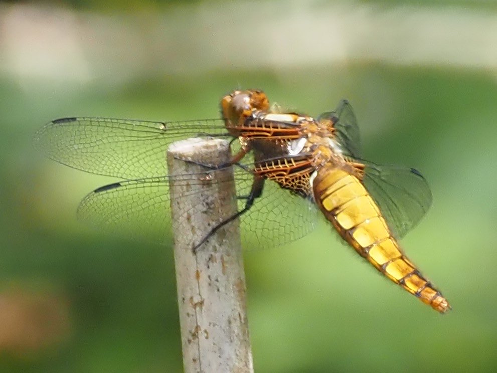 F Wide-bodied chaser at Leighton Moss RSPB reserve. ⁦<a href="/BBCSpringwatch/">BBC Springwatch</a>⁩