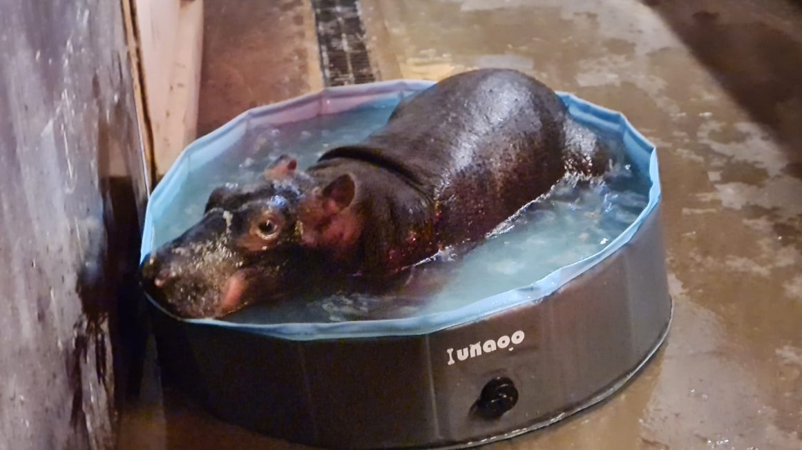 BIAZA (@biaza) on Twitter photo 🦛Congratulations to <a href="/flamingolanduk/">Flamingo Land Resort</a> !! 🦛
Aurora the hippo was born at the zoo during the week the Northern lights illuminated the UK night sky 🌟
Her mother, Godzilla, is genetically the most important female in Europe 🧬
Read more 🔽
biaza.org.uk/news/detail/eu…
📷#FlamingoLand 🦛Congratulations to <a href="/flamingolanduk/">Flamingo Land Resort</a> !! 🦛
Aurora the hippo was born at the zoo during the week the Northern lights illuminated the UK night sky 🌟
Her mother, Godzilla, is genetically the most important female in Europe 🧬
Read more 🔽
biaza.org.uk/news/detail/eu…
📷#FlamingoLand