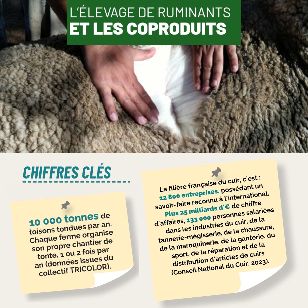 InstitutElevage's tweet image. [8/22] Services #Élevage #Ruminants
↪️ Élevage de ruminants &amp;amp; #coproduits
❓ Saviez-vous que :
✅ 10 000 tonnes de toisons sont tondues/an
✅ La valorisation des coproduits en nutrition animale a ↗️ de 43 % en 10 ans
💻 Une 8ème fiche proposée par la CNE : cutt.ly/IeuMztr7