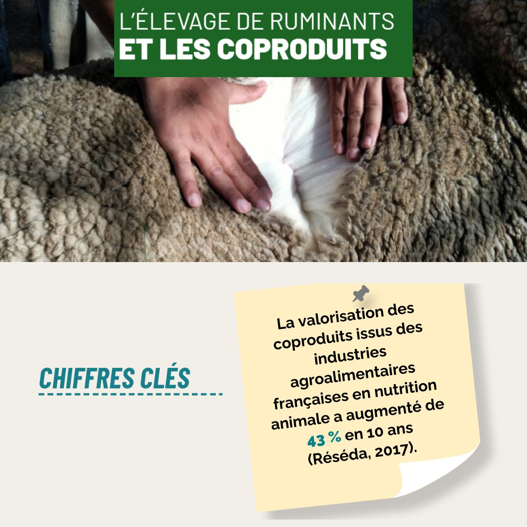 InstitutElevage's tweet image. [8/22] Services #Élevage #Ruminants
↪️ Élevage de ruminants &amp;amp; #coproduits
❓ Saviez-vous que :
✅ 10 000 tonnes de toisons sont tondues/an
✅ La valorisation des coproduits en nutrition animale a ↗️ de 43 % en 10 ans
💻 Une 8ème fiche proposée par la CNE : cutt.ly/IeuMztr7