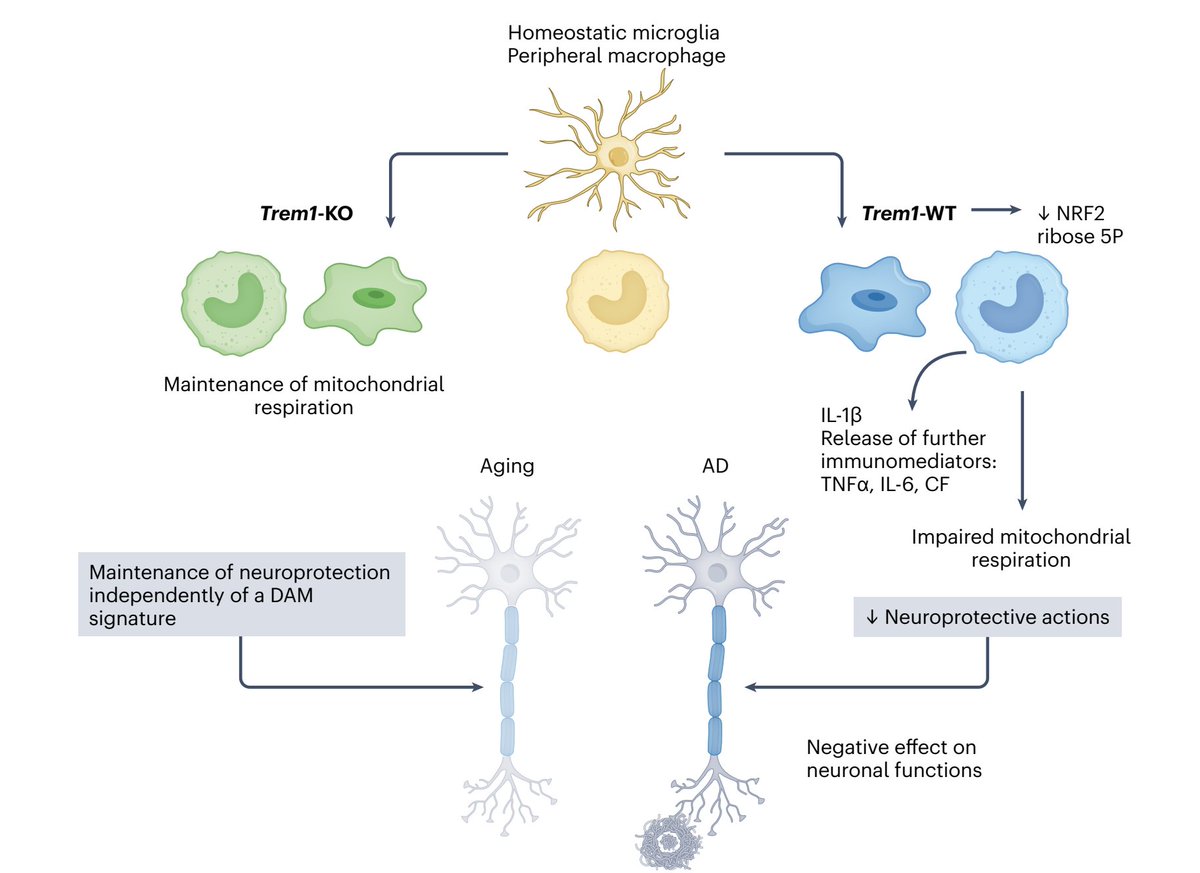 Why TREM1, a pro-inflammatory factor, has become an attractive target to potentially slow brain aging and protect vs #Alzheimer 's disease nature.com/articles/s4159… @NatImmunol @michael_heneka