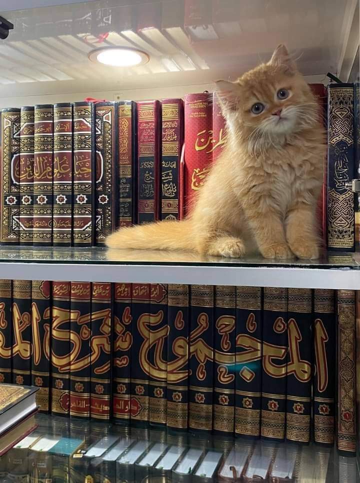 DauddFuad's tweet photo. تَزَوَّدْ مِنَ التَّقْوَى فَإِنَّكَ لاَ تَدْرِي *** إِذَا جَنَّ لَيْلٌ هَلْ تَعِيْشُ إِلَى الْفَجْرِ 
Berbekallah ketakwaan karena sesungguhnya engkau tidak tahu… 
Jika malam telah tiba apakah engkau masih bisa hidup hingga pagi hari https://t.co/FhhUfNi8ja