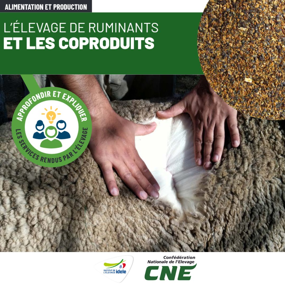 InstitutElevage's tweet image. [8/22] Services #Élevage #Ruminants
↪️ Élevage de ruminants &amp;amp; #coproduits
❓ Saviez-vous que :
✅ 10 000 tonnes de toisons sont tondues/an
✅ La valorisation des coproduits en nutrition animale a ↗️ de 43 % en 10 ans
💻 Une 8ème fiche proposée par la CNE : cutt.ly/IeuMztr7