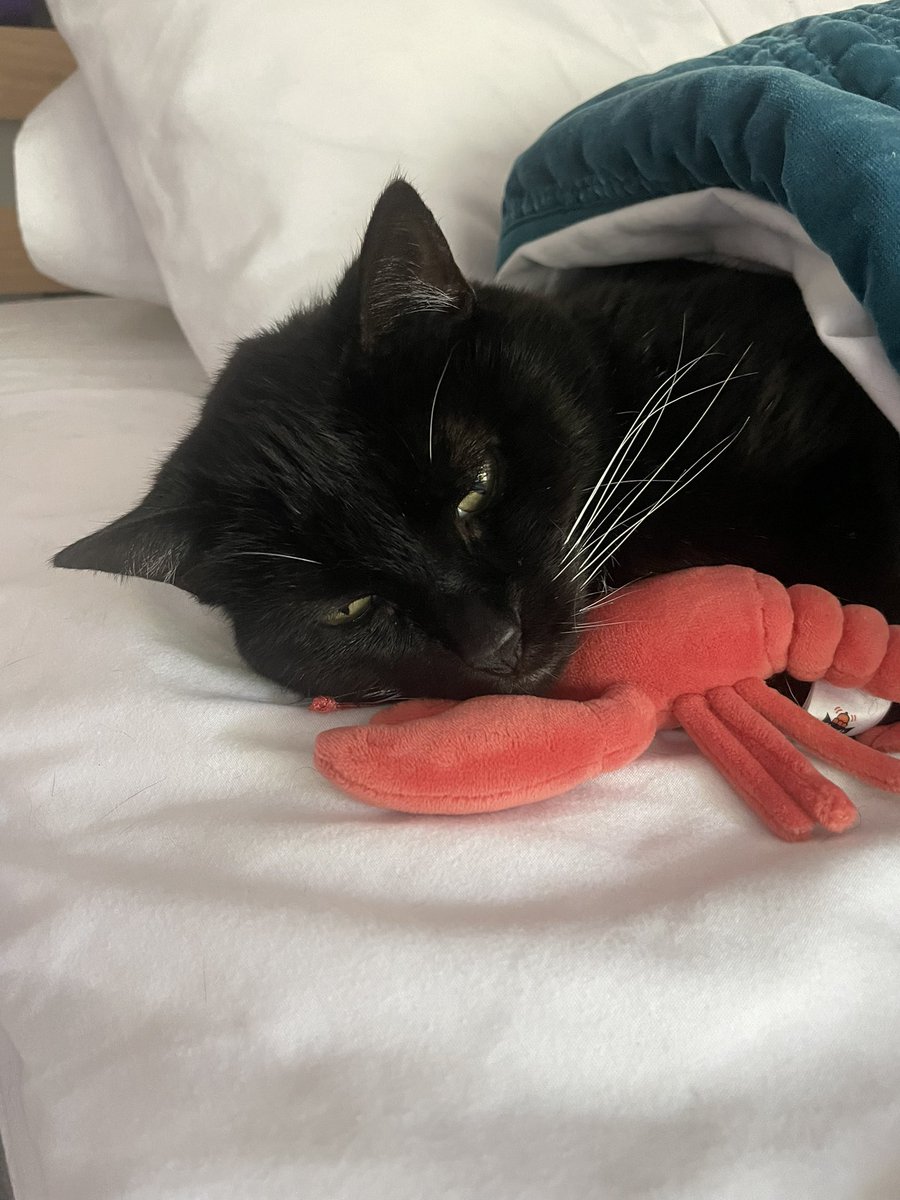 hi guyse jost an remindor that me and mistor lobstar and mine sistor love your all Alot❤️❤️❤️❤️❤️‼️