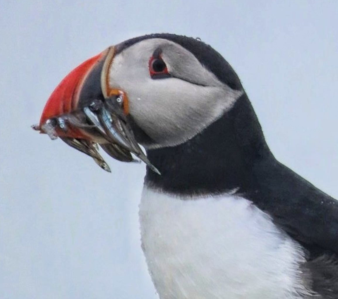 WhitburnSci's tweet photo. Day 3, here are some wildlife shots from Mrs Barker. How great are these?! @WildlifeTrusts https://t.co/rVNB47CP3f