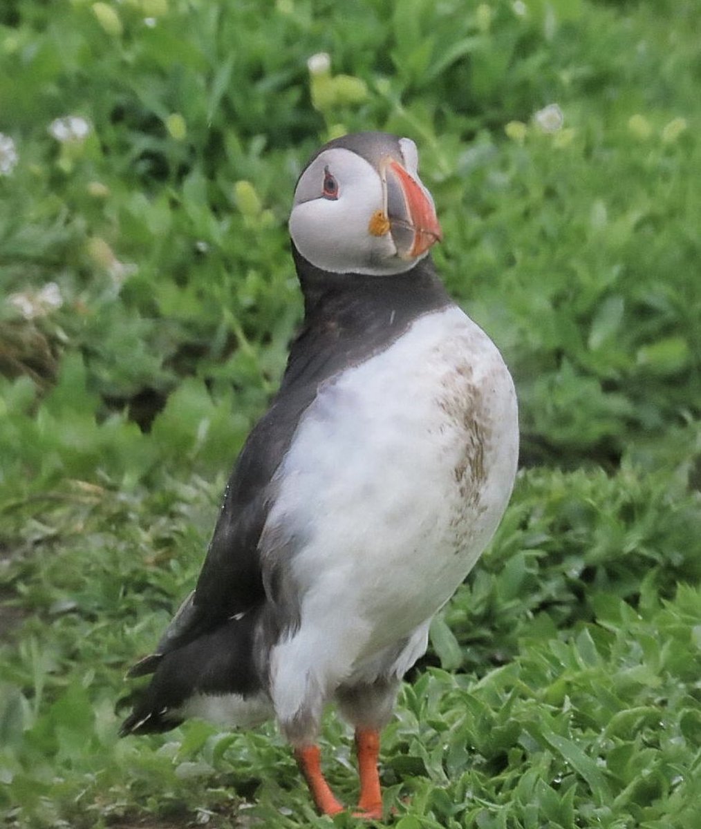 WhitburnSci's tweet photo. Day 3, here are some wildlife shots from Mrs Barker. How great are these?! @WildlifeTrusts https://t.co/rVNB47CP3f