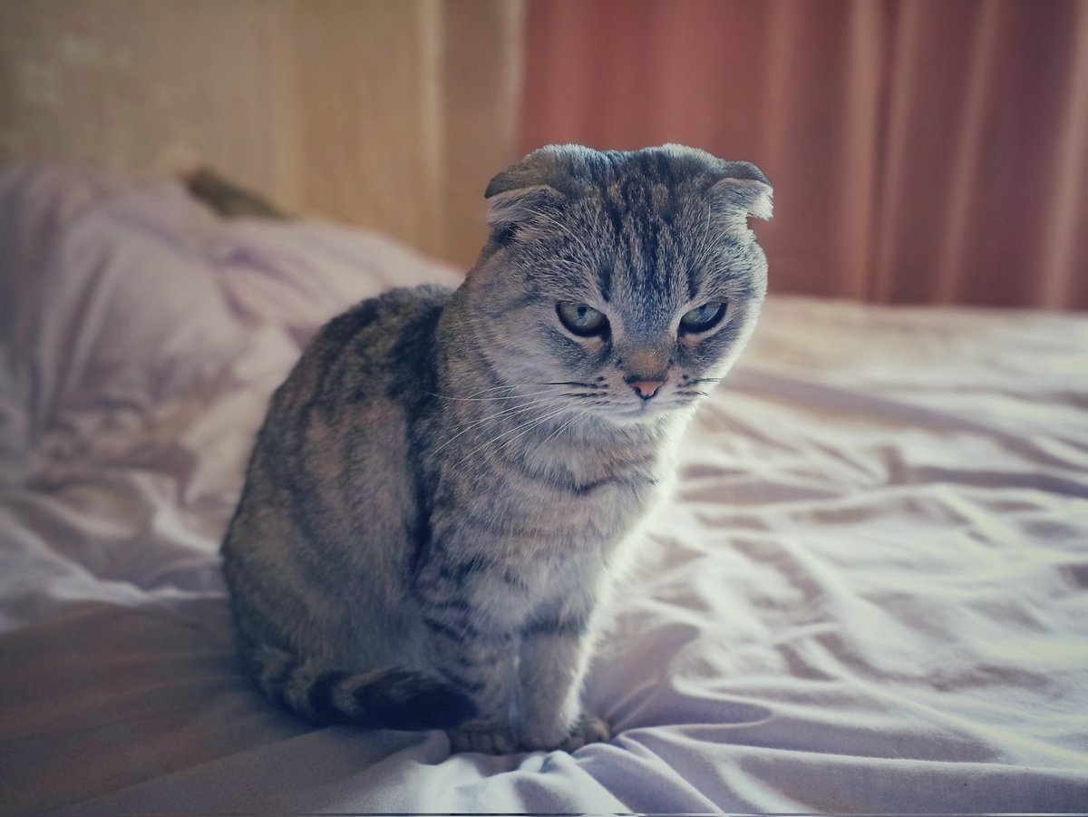 писатель, его кошка и кот tweet media
