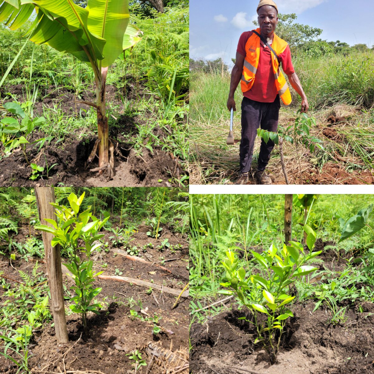 SundayGeofrey5's tweet photo. #Environmentweek! It's been almost two weeks with @SSuhucam team on the field. Today, we are mulching trees planted last year. Post planting care of planted trees are critical for tree survival.  #Adapt4prosperity. 
@AkuaNalova @GCAdaptation @GLFChapters @GlobalLF @theGEF https://t.co/HA42m4BxFL