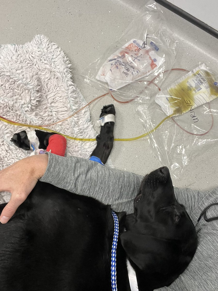 Pet | Definition, Types, History, \u0026 Facts | Britannica, image size:900x1200