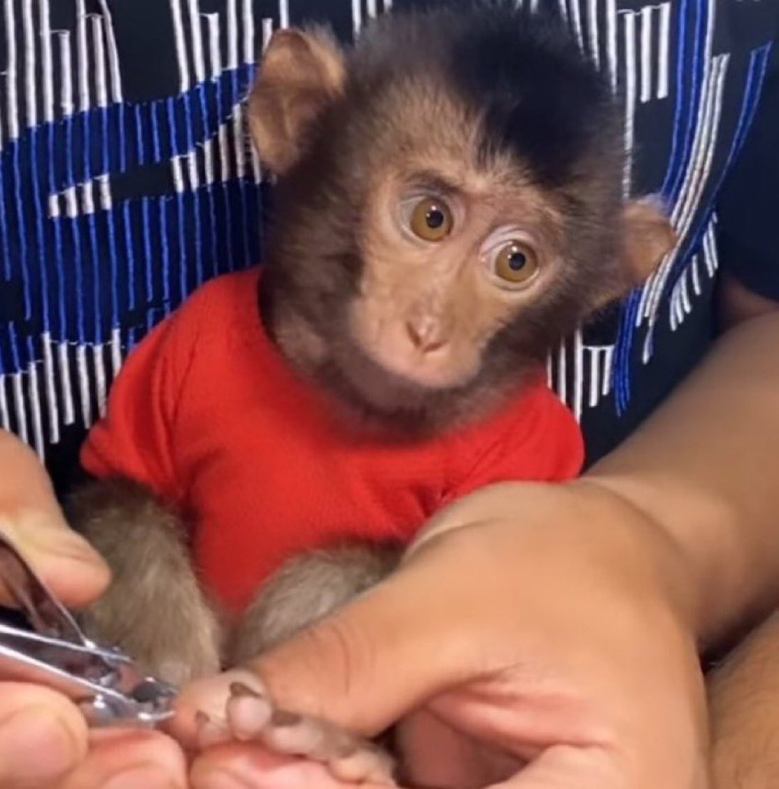 Os influencers que já chegaram esse fds pro São João da thay tavam tudo nos arraiais daqui postando stories dos bois daqui postando coisas de São Luís mas o povo desse site jura que o sjdt não traz visibilidade pra gente