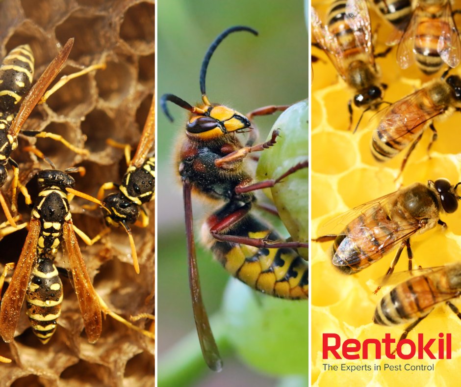Do you know the differences between a hornet, wasp and a bee? Read out new blog to see what are the key differences between them: rentokil.co.uk/blog/stings-an…

#wasps #hornets #bees