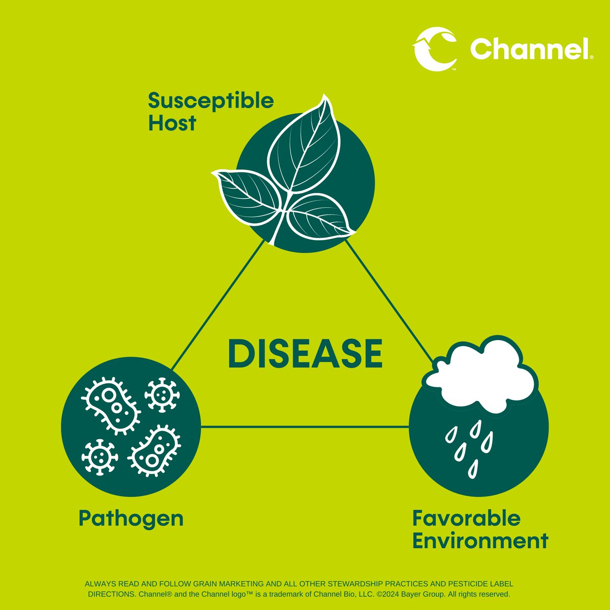 ☀️ With summer approaching, it’s time to visit corn diseases. First up, the disease triangle! This helps us understand the basics of disease development. #ChannelingUp #RiseToTheChallenge