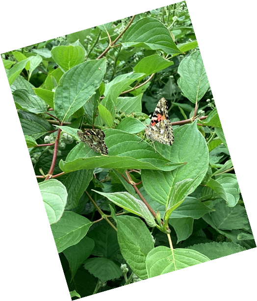 Belle Vue Primary & Nursery School tweet media