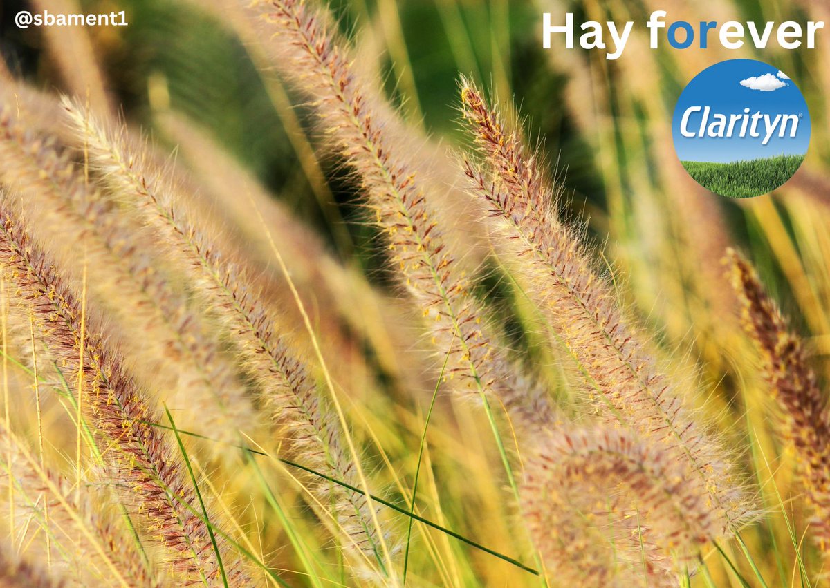 sbament1's tweet photo. @OneMinuteBriefs One Minute Brief of the Day: Create posters to advertise #HayfeverTablets 🤧📷 🌳🤧 https://t.co/NEgGhNaNvL