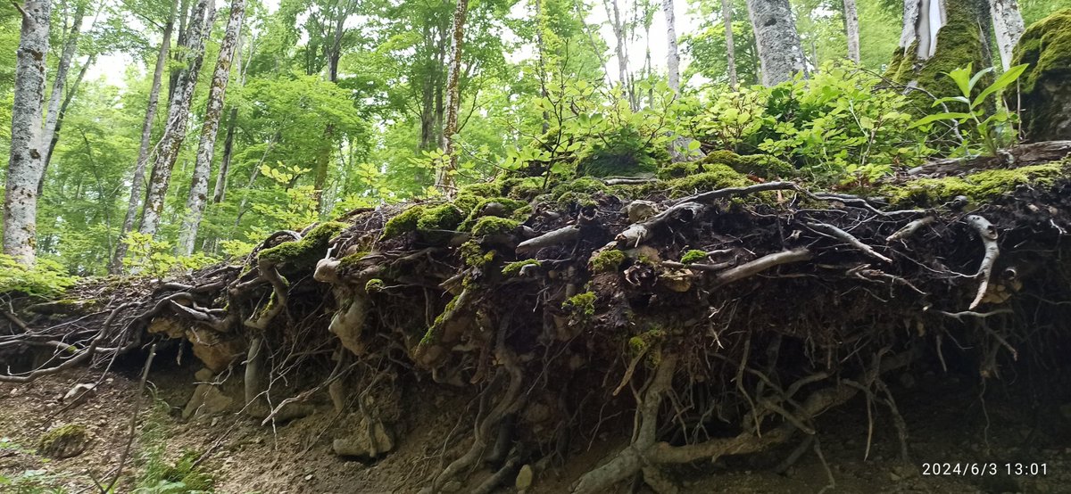 chdeaza's tweet image. Estupendo día en #bip kA131 donde personal del area de edafología de la @ETSIIAAPalencia, del Gir SQS, @youngForesters y máster #dataforest alucinan con el suelo y su vegetación en el Parco Nazionale D&apos;abruzzo Lazio e Molise en plenos apeninos. @UVaPalencia  @UVa_es 
 @relintUVa