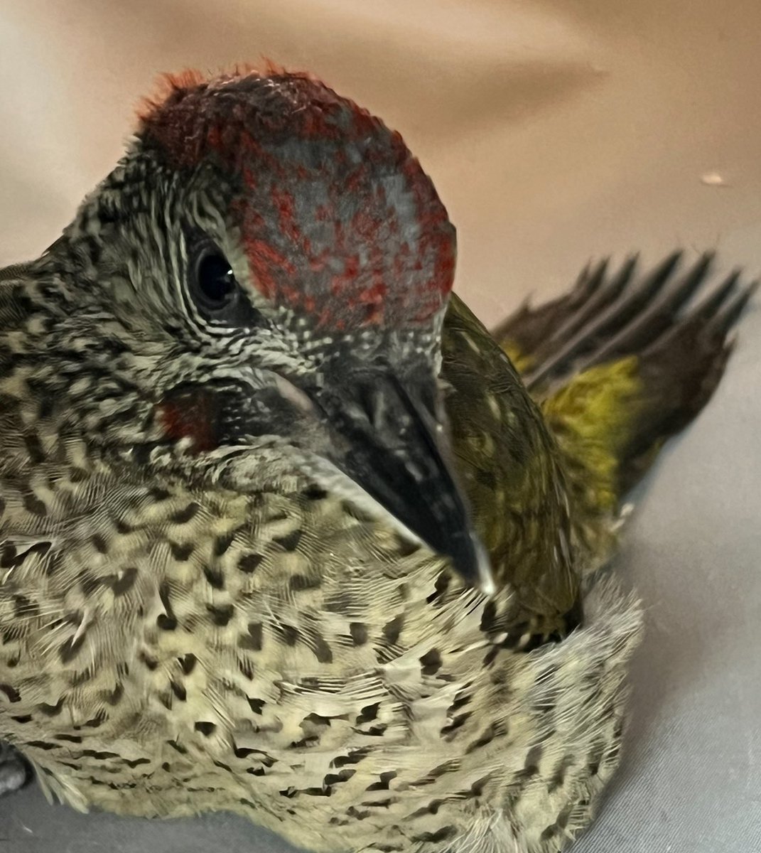 Erk Acarer tweet media