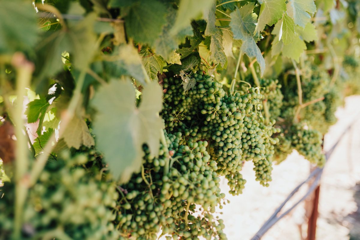 Lodi Wine Growers tweet media