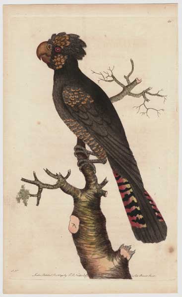 grosvenorprints's tweet photo. Monday's Naturalist's Miscellany by Nodder dated 1790's; #NaturalHistory #birds #Nodder #Miscellany #nature #GeorgeShaw #ElizabethNodder #decorative #Parrot #Ostrich #art #antiqueprints #sets #series #insects #illustrations; https://t.co/UJjSvIhyWN https://t.co/6v06dogurW