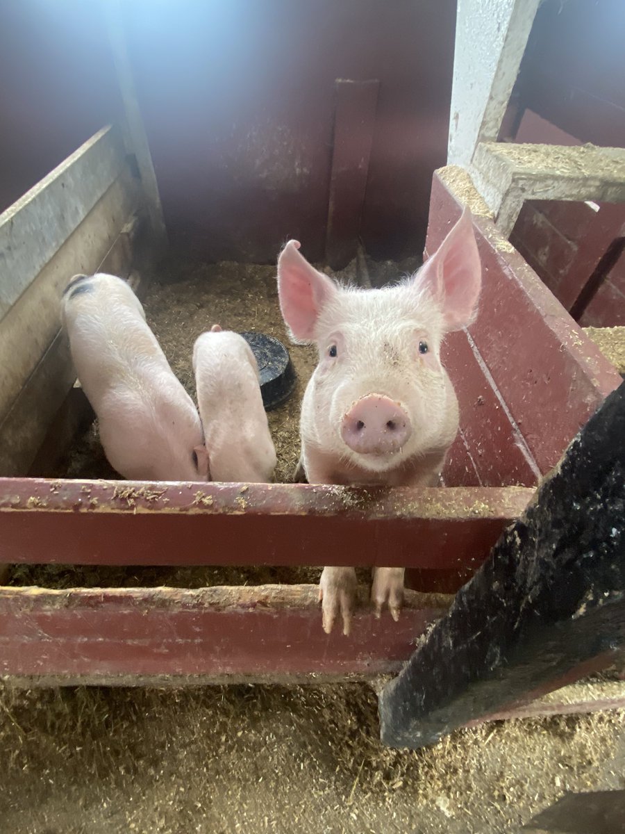 bjizzle56's tweet photo. Kids having a great time at Lester's Farm Chalet checking out the animals... #Family #FamilyVacation #LestersFarm #StJohns #Newfoundland #Canada @johnson_rpawliw https://t.co/476jXUnmbQ