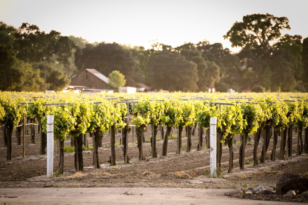 Lodi Wine Growers tweet media