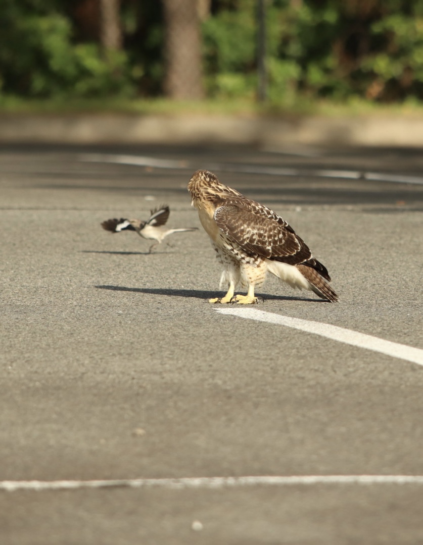 AgWriterArk's tweet image. The fledgling from the office parking lot hawk family was flopping around the parking lot before work today. 
He's trying so hard to figure things out. 
Just glad he got out of the traffic lanes.