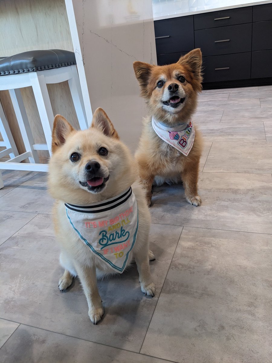 them2dogs's tweet photo. Some birthdays were celebrated last week with @longdogfatcat cake! Despite being just little puppies, they are 6 &amp; 10 😭 but as cute as ever! #dogbirthday #dogsiblings #dogsofx  #birthdaydog https://t.co/bdwYXlixJx