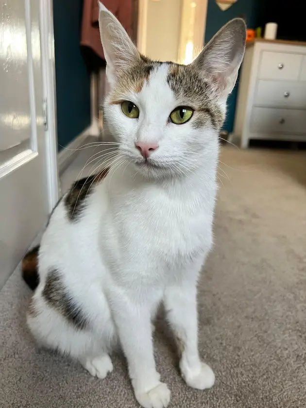 WosCatsProtect's tweet photo. Sweet Candy is only 18 months old and looking for her forever home! She came to us heavily pregnant and deserves some ‘me’ time after being an excellent kitten mama!

She is super affectionate and playful 🥰

For adoption enquiries, please see our bio for contact details! 

#cat https://t.co/DBQ9KXo1mQ