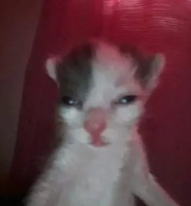 Mailo ˙𐃷˙ tweet media