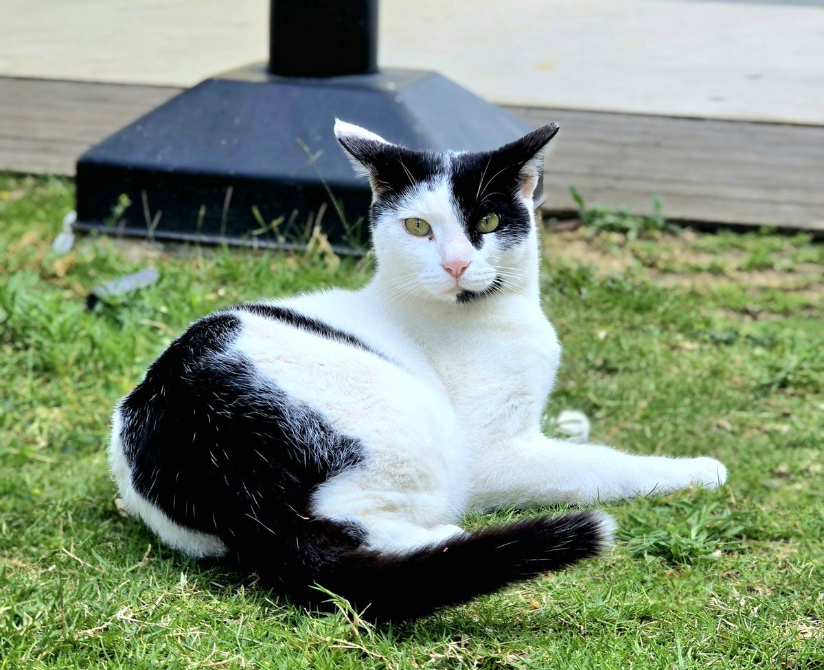dickes_ei's tweet photo. Habe ich schon mal erwähnt, dass ich es nicht schätze, wenn Eltern ihre kreischenden Kleinkinder "meinen" - oder anderen - Katzen hinterherjagen lassen und sie dabei stolz und amüsiert mit dem Handy filmen? 😟
(jetzt wieder beruhiger) Kater des Tages: Lami ❤️ https://t.co/vXjESPd3OV