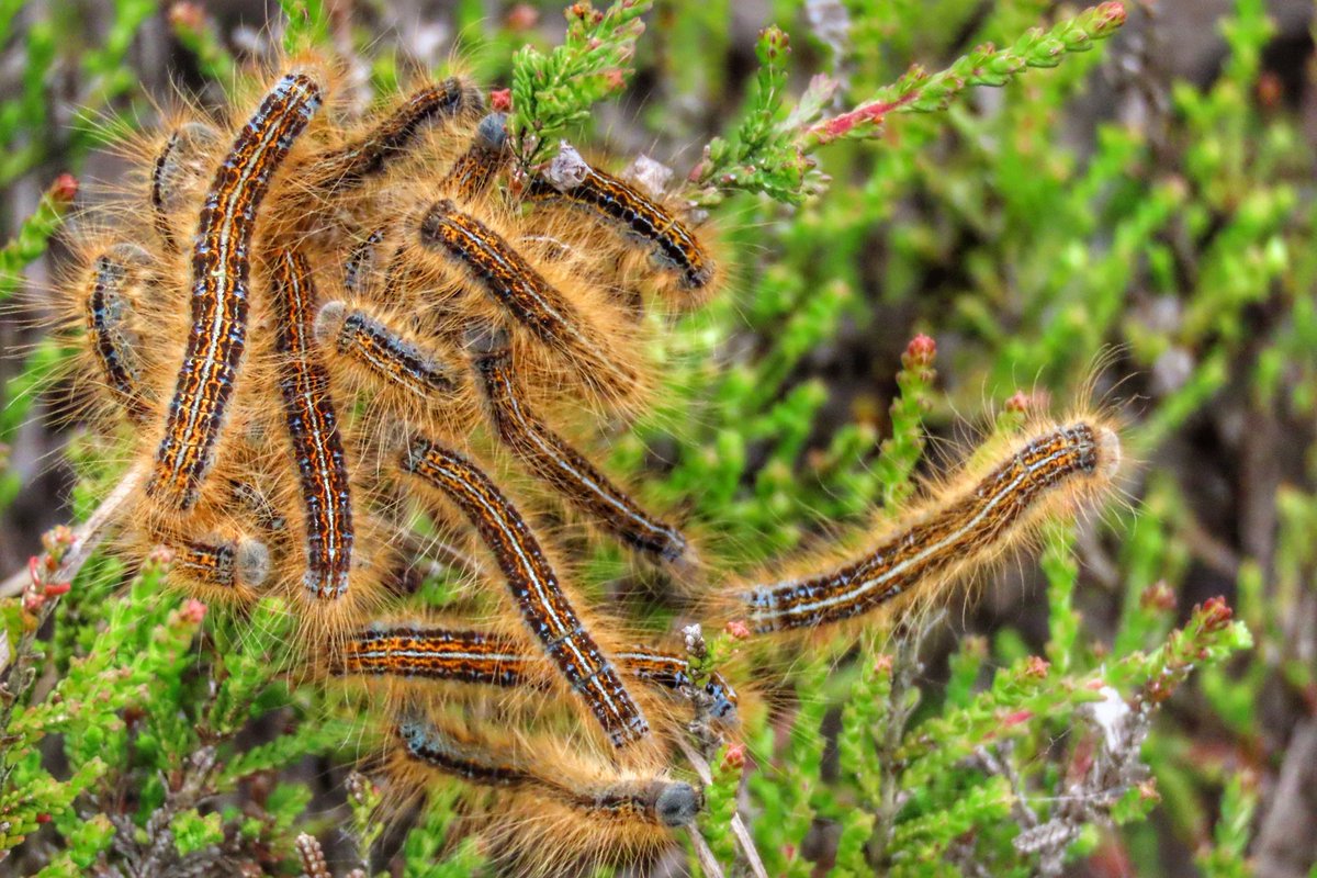 Heideringelrups mooie soort om tegen te komen. #Terschelling