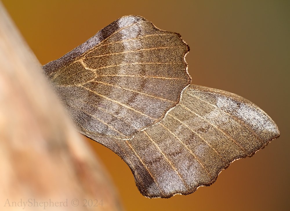 At long last I have a Hawk-moth and a lovely Poplar too.

The wings are just amazing when seen up close, the architecture of the hindwings is just as beautiful as the forewings.

I'm one happy Moth-er...

#MothsMatter
#TeamMoth