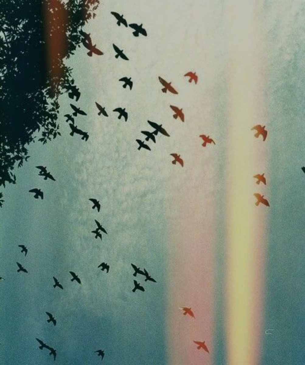 Dann flogen Vögel wie sprühend auf, ich folgte ihnen mit den Blicken, sah, wie sie in einem Atemzug stiegen, bis ich nicht mehr glaubte, daß sie stiegen, sondern, daß ich falle ... - Franz Kafka