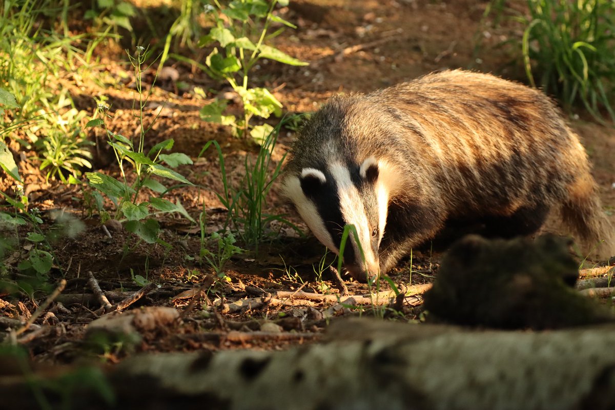 loveday_p's tweet image. #badgermonday one from my last badger watch a week or so ago