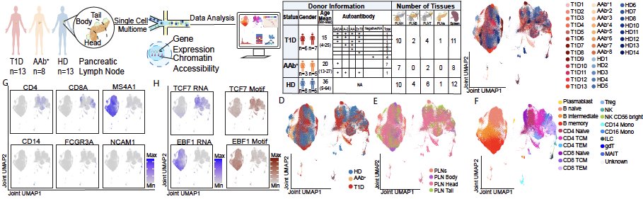 Our latest preprint which is the result of ~8 years of collaboration with the <a href="/TheHPAP/">The Human Pancreas Analysis Program - HPAP</a> is now available on bioRxiv. Our work represents the largest existing multiome measurement in pancreatic lymph nodes of humans in health and Type 1 Diabetes:
biorxiv.org/content/10.110…