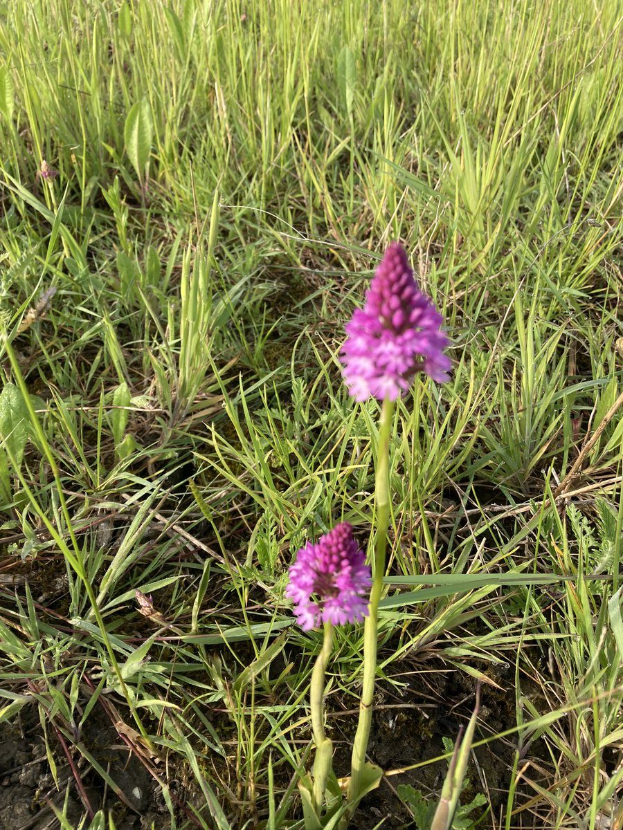 WLBirding's tweet photo. This morningโs bird survey at a private site in Oxon was brightened up by finding a large population of #pyramidalorchids. https://t.co/WhbdjcWTA4