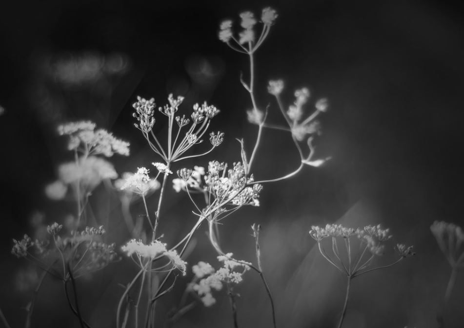 Das ist weder mein Mangel, noch Mangel der Menschen. Ich gehöre eben in die stillste Stille, so ist es für mich richtig. Franz Kafka aus: Briefe an Milena Jesenská 3.07.1883 - 3.06.1924