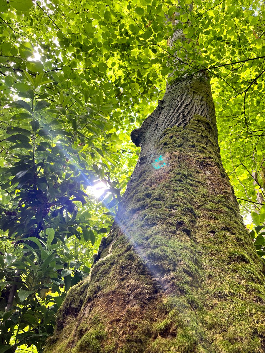 Open Forest Protocol (OFP) (@openforest_) on Twitter photo Gm gm friends! Happy Monday- say it back π Gm gm friends! Happy Monday- say it back π