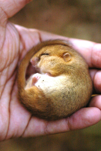 ZSLScience's tweet photo. Good news! This week 10 golden-coated hazel dormice were reintroduced into a Bedfordshire woodland to bolster the county’s only existing population of this rare species 🌳🙌
We're thrilled to have been part of @PTES's annual #DormouseRelease programme👉 https://t.co/XJbFTeq1HT https://t.co/O0q0hv97b5