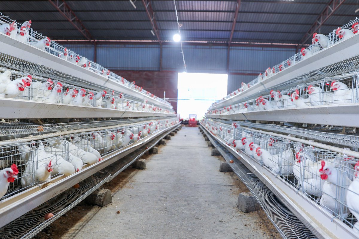 Agrinsiderhq's tweet photo. If you are interested in poultry farming, like and repost! 

We need to know the number of people that we can send full guide for poultry farming! https://t.co/hwnceSkTij