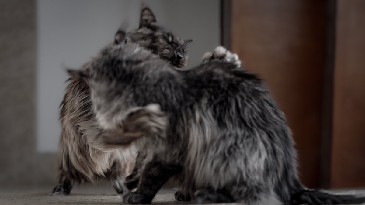 Felis Gallery by Robert Sijka tweet media