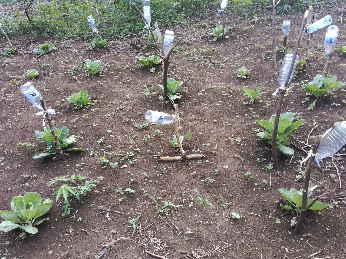 centre4ideaz's tweet photo. Protecting our cabbages from the overwhelmed dry spell using bottles as watering agents 😮 but also one form of conserving the environment 😊 https://t.co/djqMp2RlyZ
