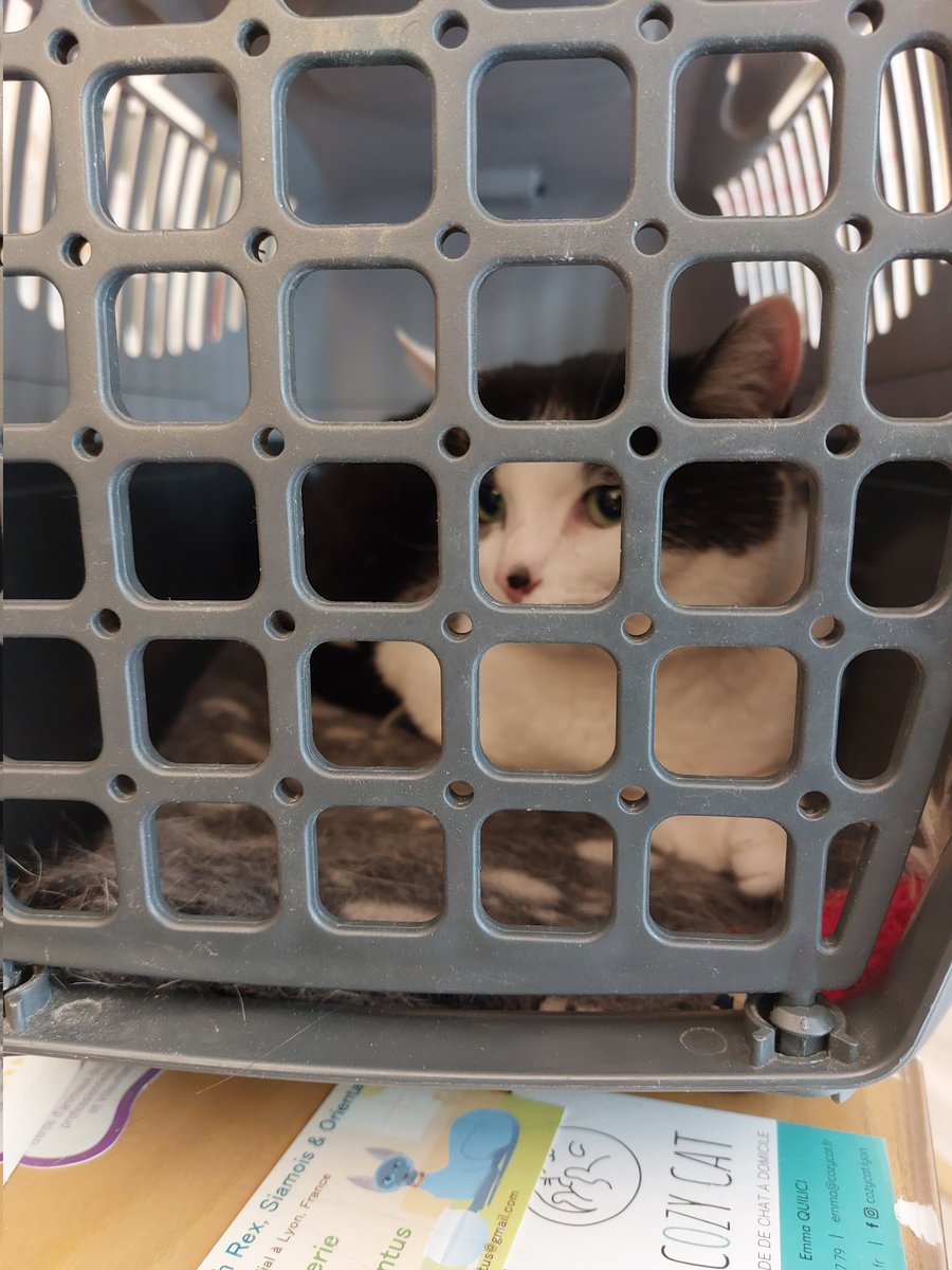 FelineRiley's tweet photo. L'humaine a reçu sa paie donc je me suis dit : "et si j'arrêtais de chier pendant 3 jours !" Et hop 121€ de veto !!! 
Bon c'était une bonne blague mais la matinée chez le veto c'est pas rigolo... à ne pas reproduire chez vous !
Bref j'ai fait une crotte à 121 € https://t.co/Aq7L5XKcgQ