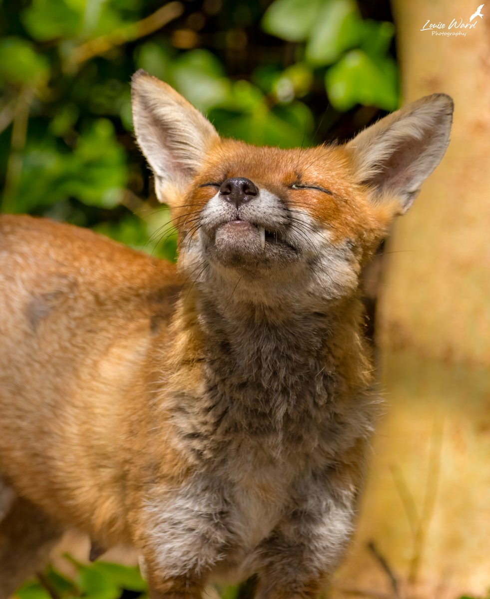 LouiseWardPhoto's tweet photo. Many faces of my local #vixen ♥ 
#foxoftheday #foxes #wildlife @Mammal_Society @WTBBC @BBCSpringwatch @ChrisGPackham https://t.co/KsUyQOZZ1a